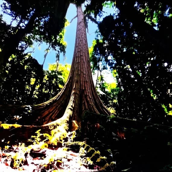 Tours Metro Chanchamayo. PAMPA HERMOSA. Árbol el Abuelo, en el área reservada Santuario Nacional Pampa Hermosa, Chanchamayo, (La Selva Central), Región Junín.