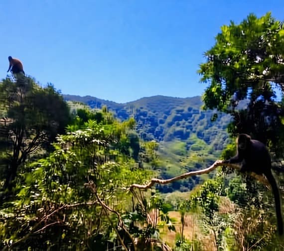 Tours Metro Chanchamayo. Monos en el Santuario Nacional Pampa Hermosa, Ninabamba, Chanchamayo, (La Selva Central), Región Junín