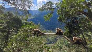 TOURS METRO CHANCHAMAYO. Monos en el Santuario Nacional Pampa Hermosa. Chanchamayo. La Selva Central